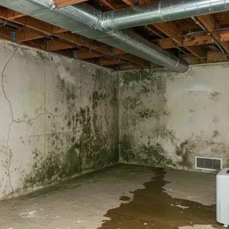 Professional Mold Removal in Holden, MO